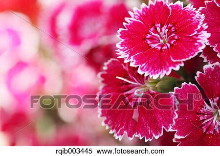 Carnation flowers View Large Photo Image Stock Photography - Carnation flowers. Fotosearch