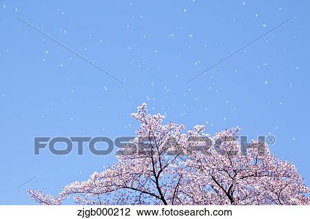 Cherry blossoms and blue sky View Large Photo Image Stock Image - Cherry blossoms and blue sky. Fotosearch