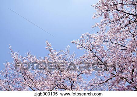 Stock Photography - Cherry blossoms and blue sky. Fotosearch