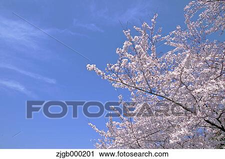 Stock Image - Cherry blossoms and blue sky with clouds. Fotosearch