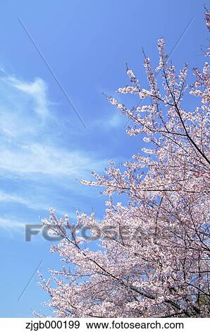 Stock Photo - Cherry blossoms and blue sky with clouds. Fotosearch