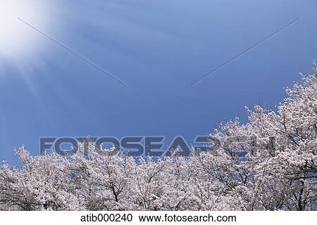 Stock Image - Cherry trees and sunlight. Fotosearch