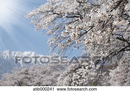 Cherry trees and sunlight View Large Photo Image Stock Image - Cherry trees and sunlight. Fotosearch