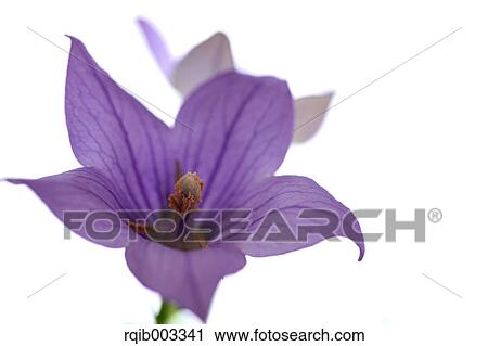 Chinese bellflower View Large Photo Image Stock Image - Chinese bellflower. Fotosearch