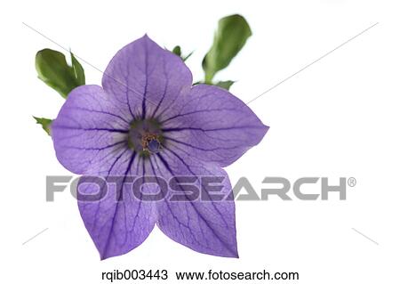 Stock Image - Chinese bellflower. Fotosearch