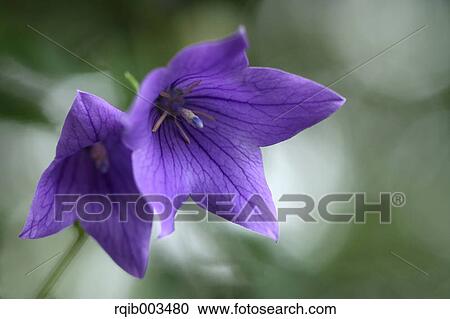 Stock Image - Chinese bellflowers. Fotosearch