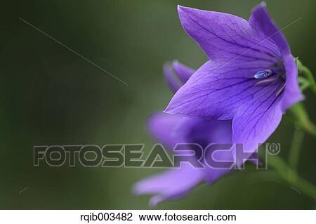 Chinese bellflowers View Large Photo Image Stock Image - Chinese bellflowers. Fotosearch