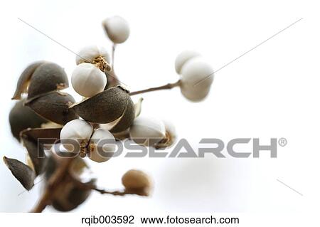 Stock Image - Chinese Tallow. Fotosearch