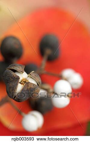 Chinese Tallow View Large Photo Image Stock Image - Chinese Tallow. Fotosearch