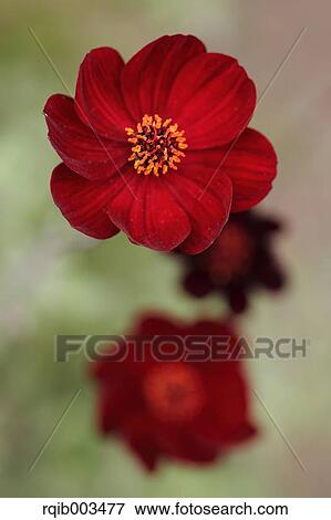 Stock Photo - Chocolate cosmos. Fotosearch
