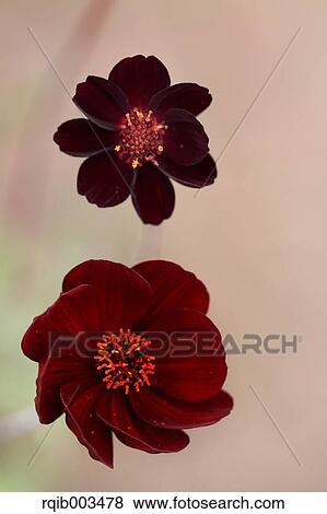 Chocolate cosmos View Large Photo Image Stock Photo - Chocolate cosmos. Fotosearch