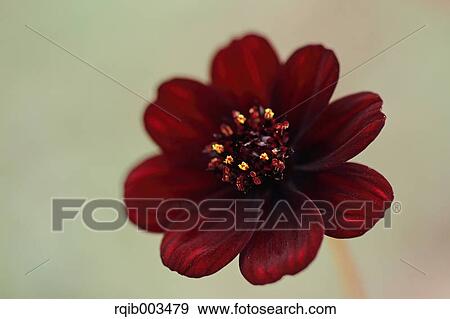 Chocolate cosmos View Large Photo Image Stock Photo - Chocolate cosmos. Fotosearch