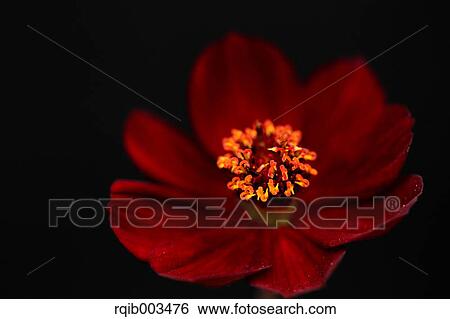 Stock Photograph - Chocolate cosmos. Fotosearch