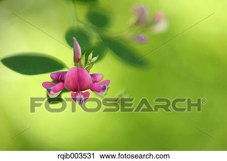 Stock Image - Clover flowers. Fotosearch