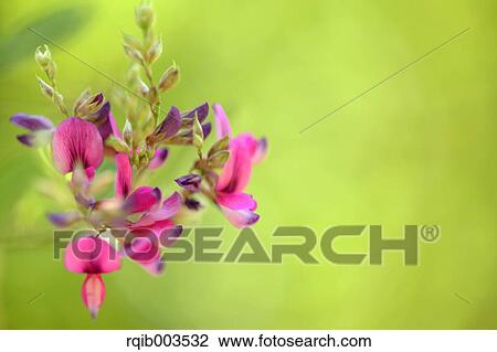 Clover flowers View Large Photo Image Stock Image - Clover flowers. Fotosearch