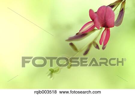 Stock Photo - Clover flowers. Fotosearch