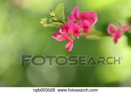 Stock Photo - Clover flowers. Fotosearch