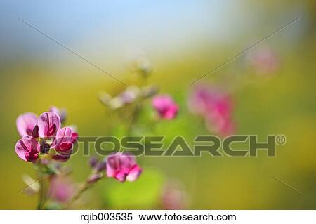 Stock Photography - Clover flowers. Fotosearch