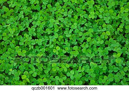 Clover leaves View Large Photo Image Stock Image - Clover leaves. Fotosearch