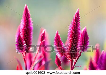 Stock Image - Cockscomb flowers. Fotosearch