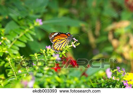 Common Tiger butterfly View Large Photo Image Stock Image - Common Tiger butterfly. Fotosearch