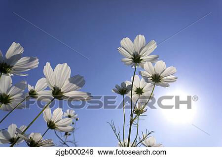 Stock Photograph - Cosmos and blue sky. Fotosearch