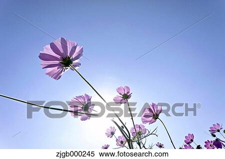Stock Photography - Cosmos and blue sky. Fotosearch