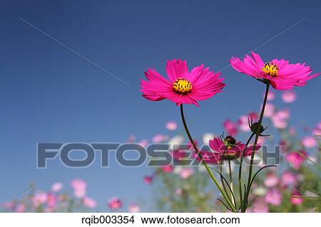 Picture - Cosmos. Fotosearch