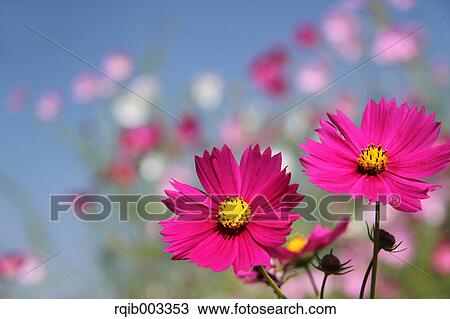 Cosmos View Large Photo Image Stock Image - Cosmos. Fotosearch