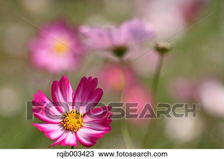 Cosmos View Large Photo Image Stock Image - Cosmos. Fotosearch