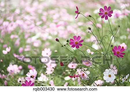Stock Image - Cosmos. Fotosearch