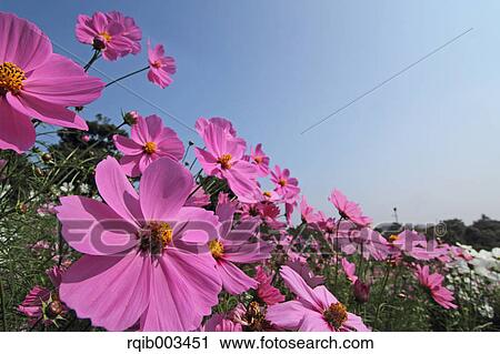 Cosmos View Large Photo Image Stock Image - Cosmos. Fotosearch