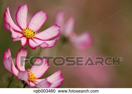 Stock Image - Cosmos. Fotosearch