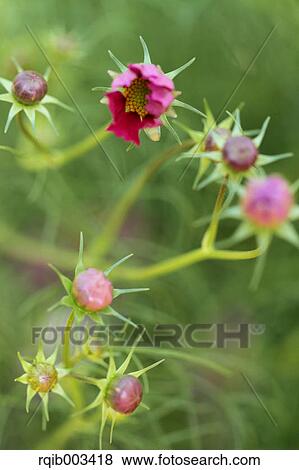 Cosmos View Large Photo Image Stock Photo - Cosmos. Fotosearch