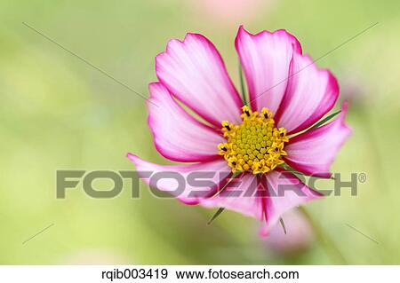 Cosmos View Large Photo Image Stock Photo - Cosmos. Fotosearch