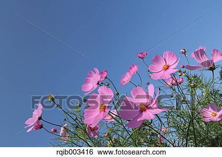 Stock Photograph - Cosmos. Fotosearch
