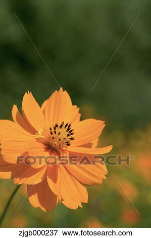 Stock Photo - Cosmos sulphureus. Fotosearch