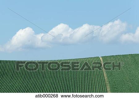 Stock Photo - Cultivated filed and sky with clouds. Fotosearch