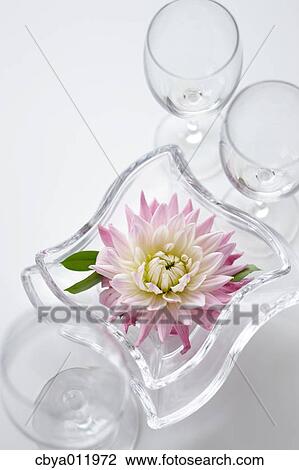 Stock Image - Dahlia flower in a glass vessel. Fotosearch