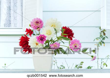 Dahlia flowers in a vase View Large Photo Image Stock Image - Dahlia flowers in a vase. Fotosearch