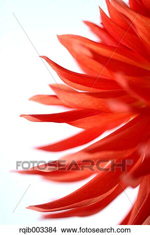 Dahlia View Large Photo Image Picture - Dahlia. Fotosearch