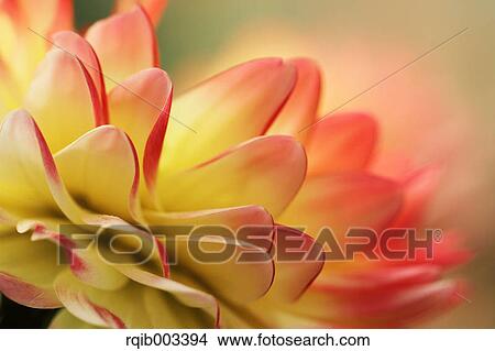 Picture - Dahlia. Fotosearch