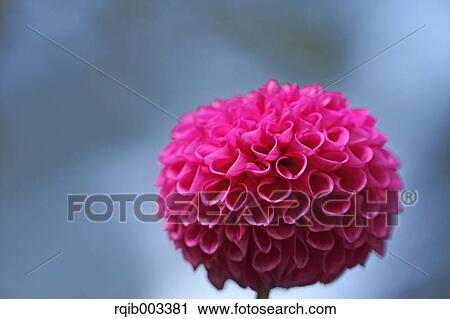 Dahlia View Large Photo Image Stock Image - Dahlia. Fotosearch