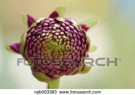 Dahlia View Large Photo Image Stock Image - Dahlia. Fotosearch