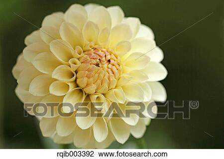 Stock Image - Dahlia. Fotosearch