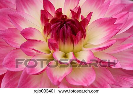 Dahlia View Large Photo Image Stock Image - Dahlia. Fotosearch