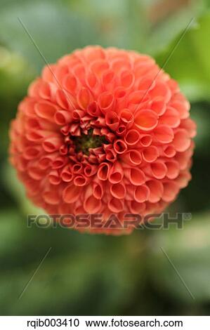Stock Image - Dahlia. Fotosearch