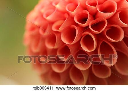 Dahlia View Large Photo Image Stock Image - Dahlia. Fotosearch