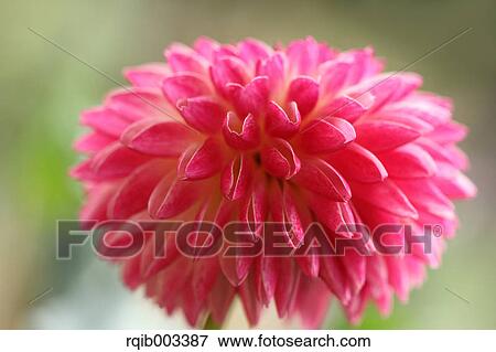 Stock Photo - Dahlia. Fotosearch