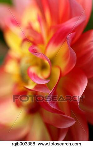 Stock Photo - Dahlia. Fotosearch